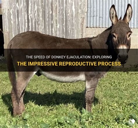 donkey ejaculating|Sexual behavior of donkey jacks: influence of ejaculatory.